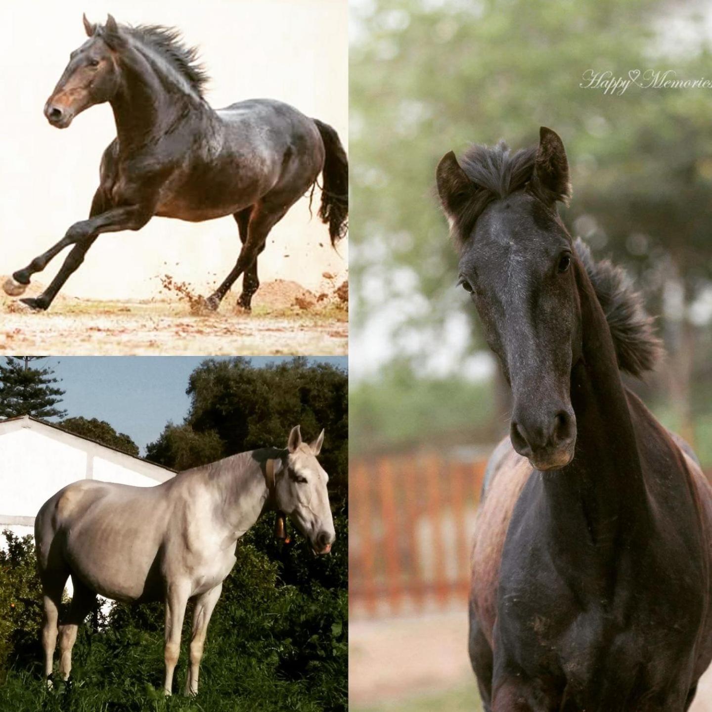 וילה פרנקה דה שירה Horse Riding Country House מראה חיצוני תמונה