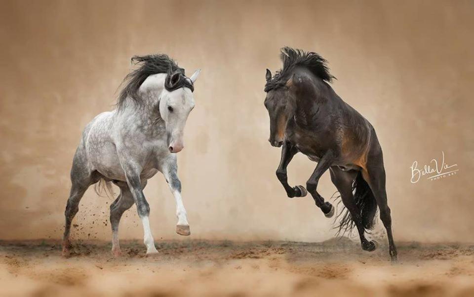 וילה פרנקה דה שירה Horse Riding Country House מראה חיצוני תמונה