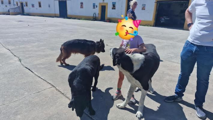 וילה פרנקה דה שירה Horse Riding Country House מראה חיצוני תמונה