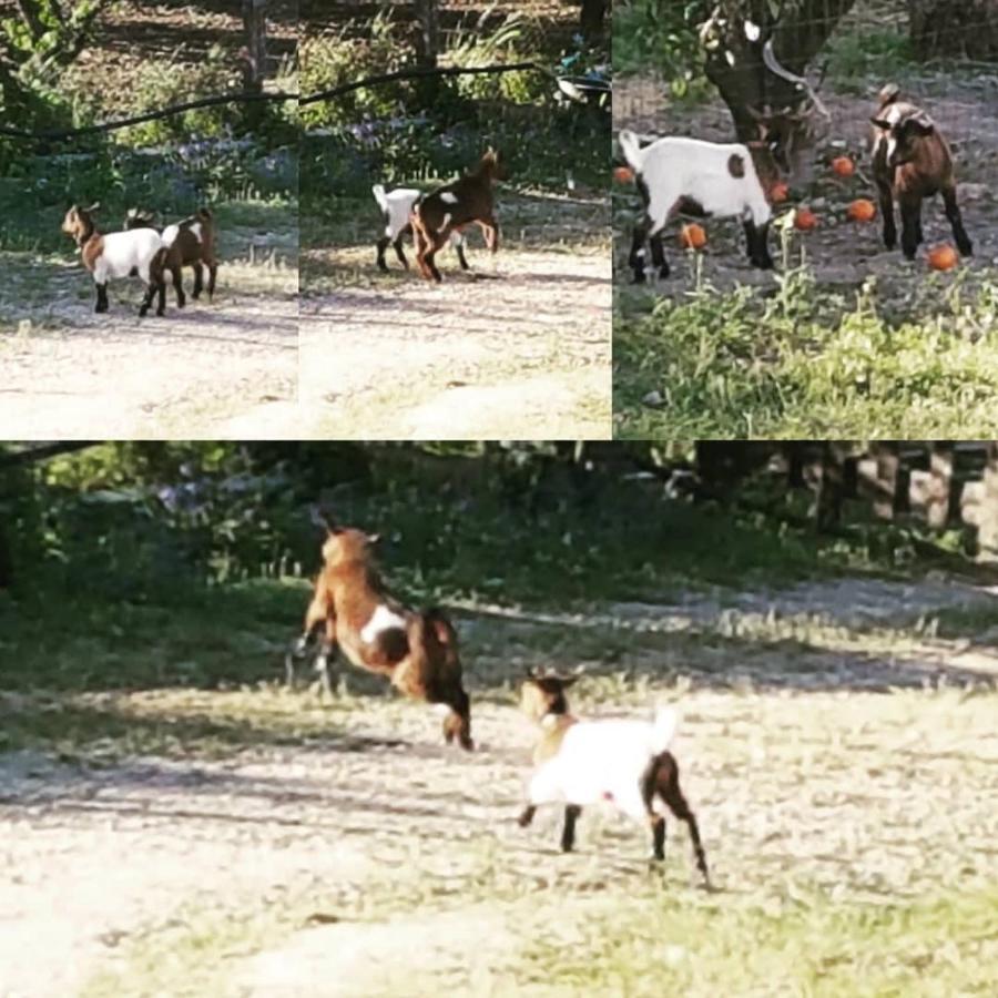 וילה פרנקה דה שירה Horse Riding Country House מראה חיצוני תמונה